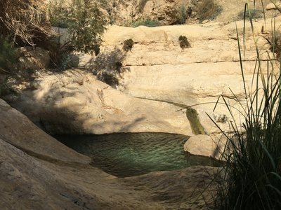 Sladkovodné jazierko medzi skalami v Ein Gedi
